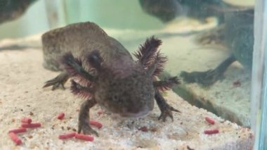 Akvaryum beslemelerinde vahşi renklere sahip axolotl. Yüksek kalite 4k görüntü