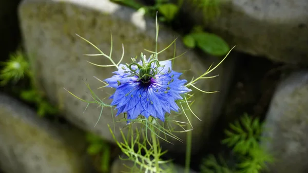 Nigella Sativa Μπλε Λουλούδι Άνθισε Μαύρο Κύμινο Στον Κήπο Υψηλής — Φωτογραφία Αρχείου