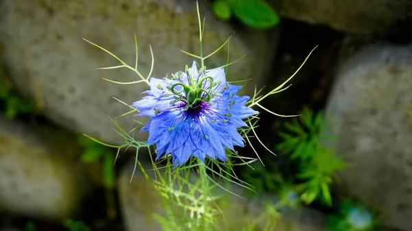 Nigella Sativa Kék Virág Virágzott Fekete Kömény Kertben Kiváló Minőségű — Stock Fotó