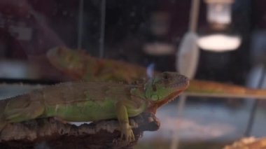 lizard in terrarium with warm lights and sawdust. High quality 4k footage