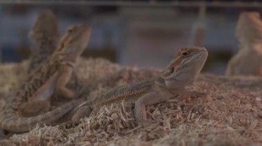 lizard in terrarium with warm lights and sawdust. High quality 4k footage