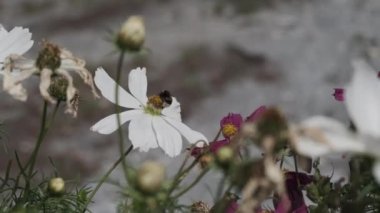 Yaban arısı, güneşli bir günde bir çiçeği döller. Yüksek kalite 4k görüntü