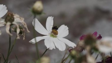 bumblebee pollinates a flower in windy sunny day. High quality 4k footage