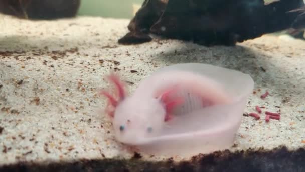 Axolotl White Wild Coloring Aquarium Feeds High Quality Footage — Stock Video
