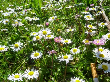 field of daisies blossoming in the sun. High quality photo