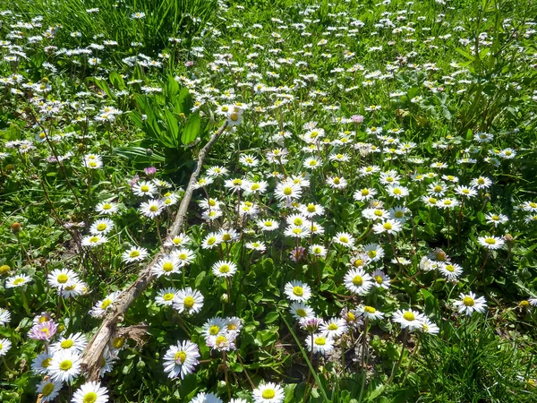 Field Daisies Blossoming Sun High Quality Photo — Foto de Stock