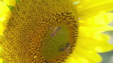 bees pollinating sunflower flower in the sun. High quality 4k footage