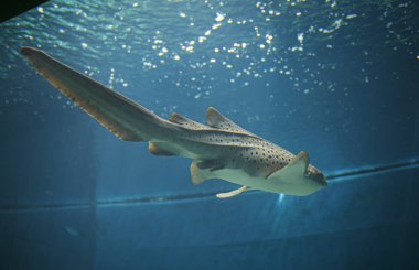 Büyük akvaryumdaki Stegostoma fasciatum zebra köpekbalığı. Yüksek kalite fotoğraf