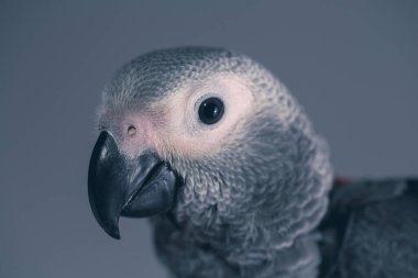 Psittacus gri papağan portresi stüdyo ışığında. Yüksek kalite fotoğraf