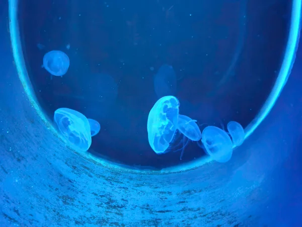 在蓝光的水族水族馆里 海百合叶绿叶水母 高质量的照片 — 图库照片