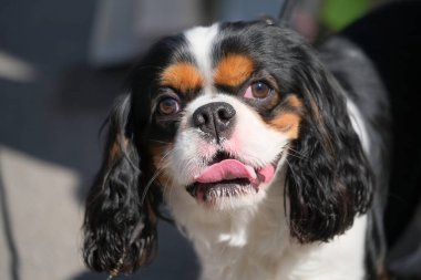 Şövalye Kral Charles Spaniel yavru köpek portresi. Yüksek kalite fotoğraf