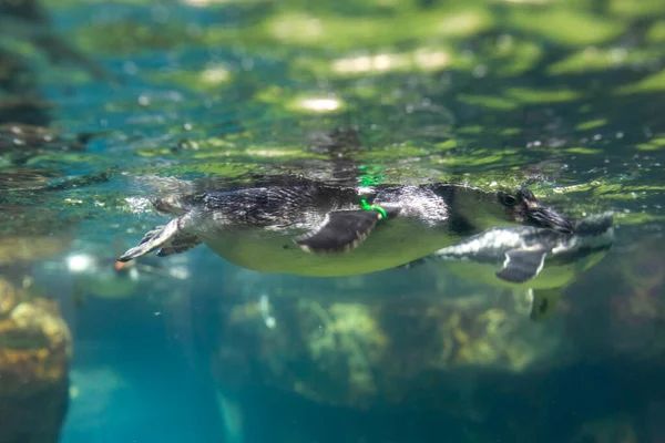Tučňák Plave Zoo Parku Kvalitní Fotografie — Stock fotografie