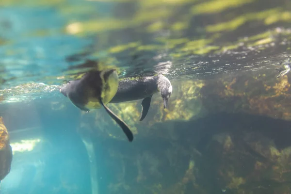 Пингвин Плавает Зоопарке Высокое Качество Фото — стоковое фото