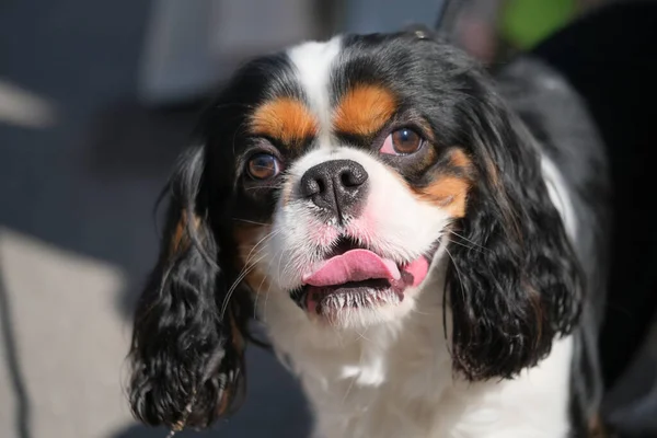 Cavalier King Charles Spaniel Puppy Dog Portrait High Quality Photo — Stock Photo, Image