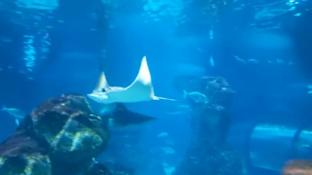Aigle Mer Dans Grand Aquarium Images Haute Qualité — Video