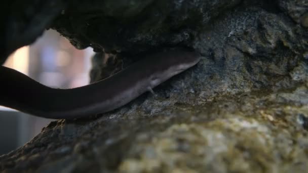 Fische Der Art Protopterus Lunfish Dipnoi Aquarium Hochwertiges Filmmaterial — Stockvideo