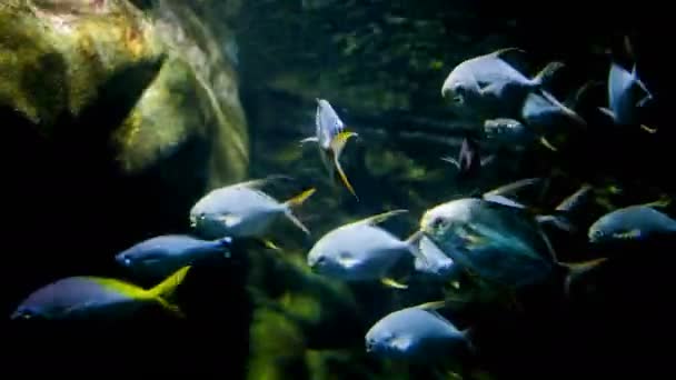 Çeşitli Balıklarla Birlikte Deniz Topluluğu Akvaryumu Yüzüyor Yüksek Kalite Görüntü — Stok video