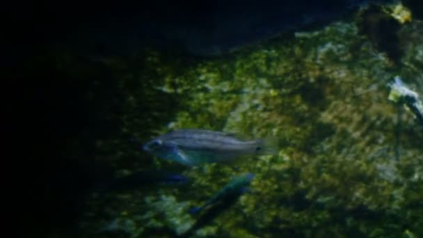 물고기가 수족관 수영을 고품질 — 비디오
