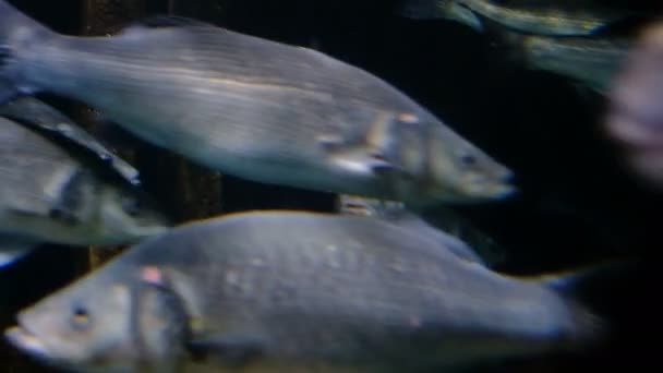 Морський Акваріум Різними Рибами Плаває Високоякісні Кадри — стокове відео