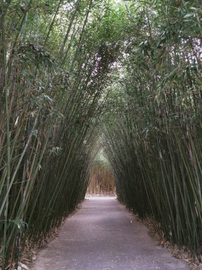 Bambu ormanında koridorda yürü. Yüksek kalite fotoğraf