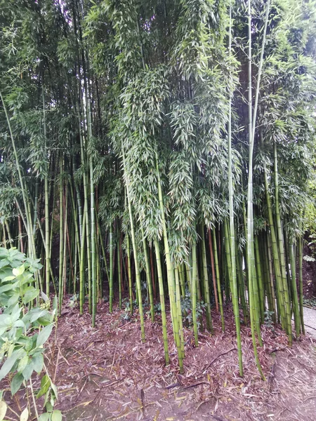 corridor walk in bamboo forest. High quality photo