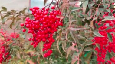 Ardisia çilekleri yılbaşında çalılıklarda parlak kırmızı renktedir. Yüksek kalite 4k görüntü