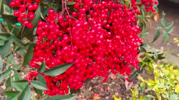 Ardisia Berries Bright Red Hedgerow Christmas High Quality Footage — Stock Video