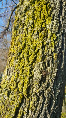 Yosun kaplı ağaç kabuğu. Yüksek kalite fotoğraf