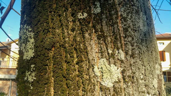 苔が木の樹皮を覆い 高品質の写真 — ストック写真