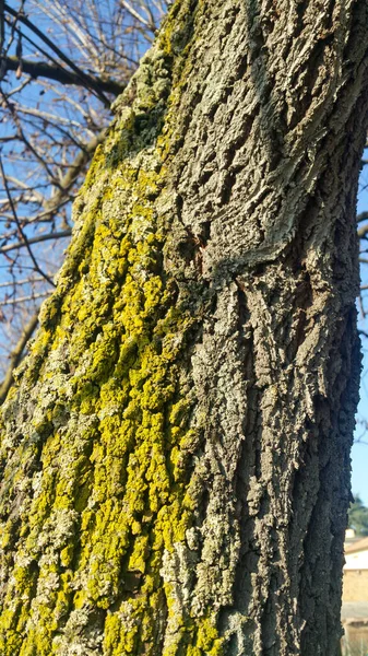 苔が木の樹皮を覆い 高品質の写真 — ストック写真