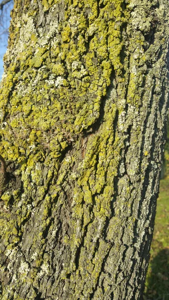 Βρύα Καλύπτονται Φλοιό Δέντρων Υψηλής Ποιότητας Φωτογραφία — Φωτογραφία Αρχείου