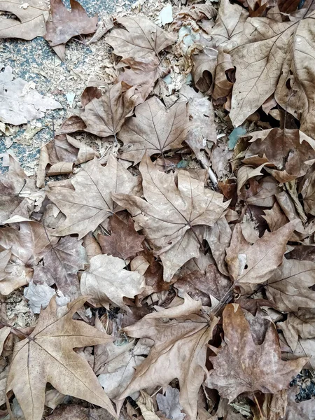Achtergrond Met Vergeelde Gevallen Bladeren Uit Herfst Hoge Kwaliteit Foto — Stockfoto