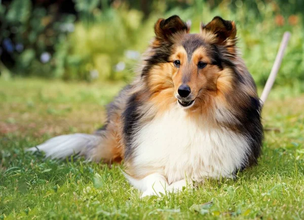 Shetland Sheepdog dog in garden. High quality photo