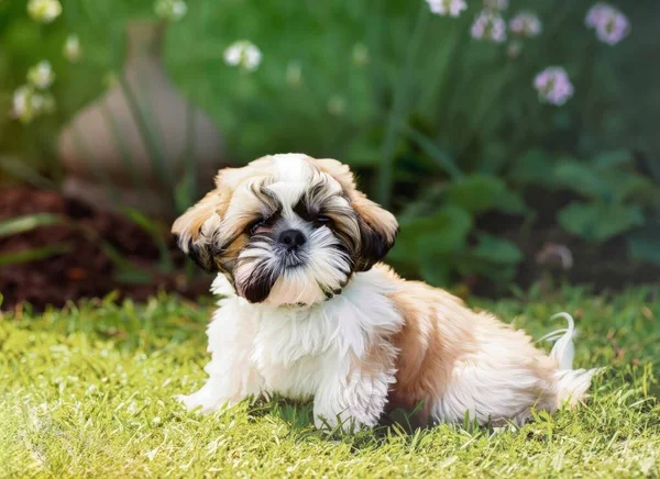 puppy Shih Tzu dog in garden. High quality photo