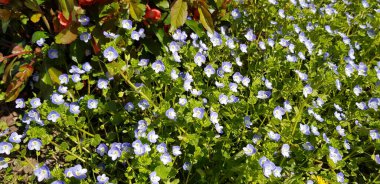 Veronica çiçekleri güneşte bir çayırda çiçek açtı. Yüksek kalite fotoğraf