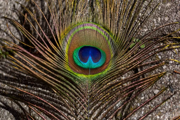 孔雀羽毛的前景是有眼睛的 高质量的照片 — 图库照片