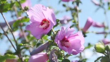 Rüzgarda savrulan pembe çiçek