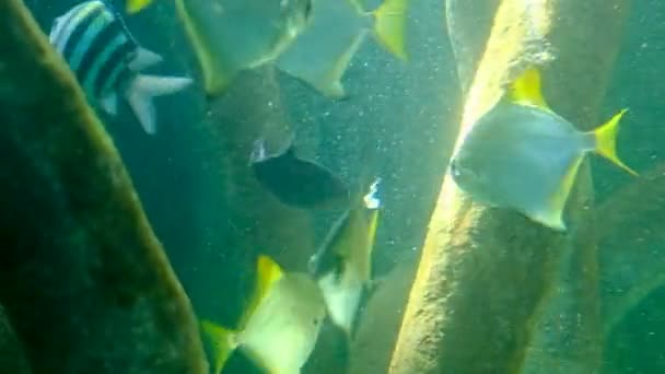 Zoetwatervissen Mangroven Het Aquarium — Stockvideo