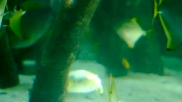 Poissons Eau Douce Dans Les Mangroves Aquarium — Video