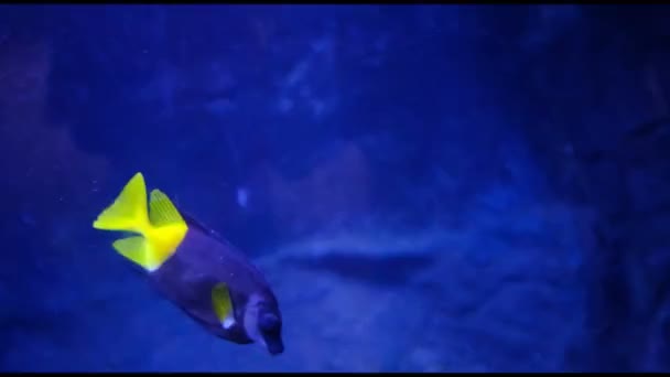 Koraalrif Vissen Tussen Rotsen Het Aquarium Hoge Video — Stockvideo
