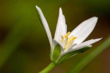Yeşil çayırdaki Edelweiss çiçeği. Yüksek kalite fotoğraf