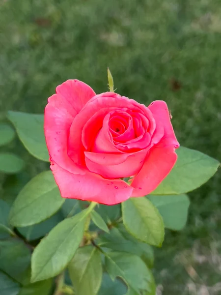 Rosa Floribunda Freesia Giardino Rosa Rossa Fiore Foto Alta Qualità — Foto Stock