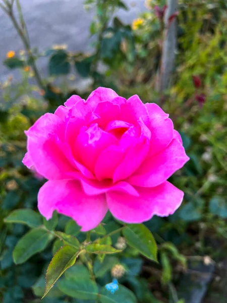 Rose Floribunda Freesia Garten Rote Rose Blume Hochwertiges Foto — Stockfoto