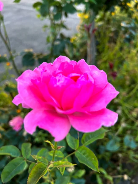 Rose Floribunda Freesia Trädgård Röd Ros Blomma Högkvalitativt Foto — Stockfoto