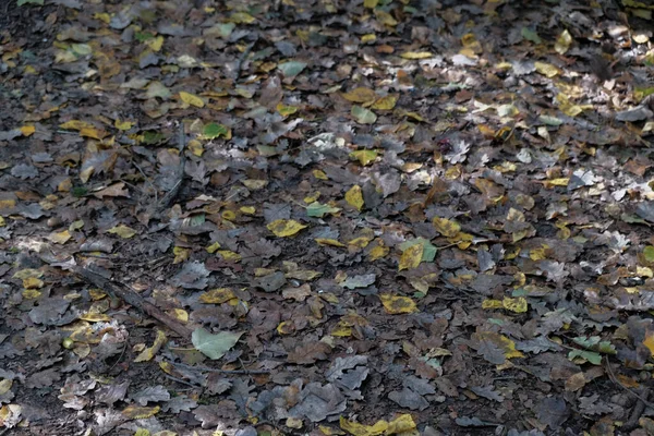 Pano Fundo Folhas Carvalho Caídas Outono Foto Alta Qualidade — Fotografia de Stock