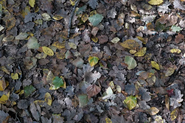 Hintergrund Abgefallener Eichenblätter Herbst Hochwertiges Foto — Stockfoto