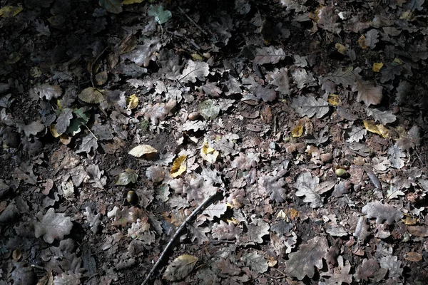 가을에는 떡갈나무 떨어진다 고품질 — 스톡 사진