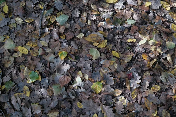 Tło Opadłych Liści Dębu Jesienią Wysokiej Jakości Zdjęcie — Zdjęcie stockowe