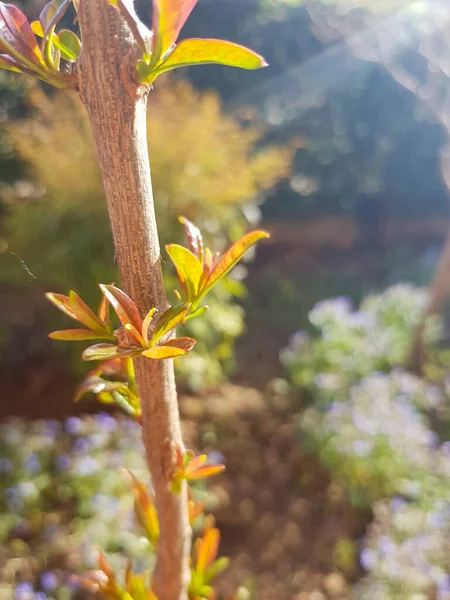 봄에는 꽃봉오리와 나뭇잎 고품질 — 스톡 사진