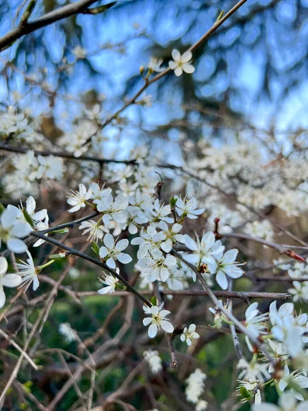 Bílé Jarní Květy Kvetou Stromě Kvalitní Fotografie — Stock fotografie